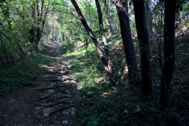 Ormanın ortasında dar toprak yol