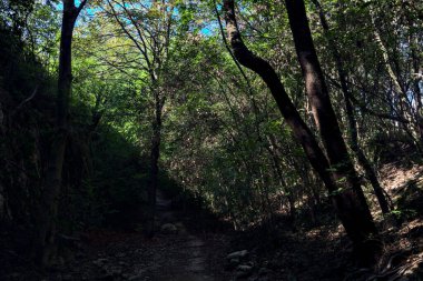 Taştan bir tepeyle çevrili bir ormanda kurumuş nehir yatağı.