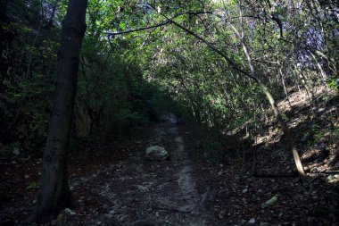 Ormandaki bir ormanda, ortasında bir kaya olan kurumuş nehir yatağı.