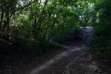Taştan bir tepeyle çevrili bir ormanda kurumuş nehir yatağı.