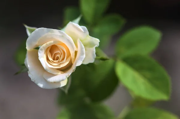 Blada Róża Rozkwita Bliska — Zdjęcie stockowe