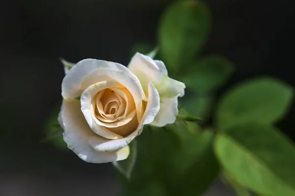 Бледная Роза Цветении Видимая Близко — стоковое фото