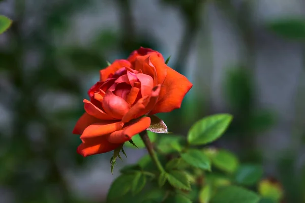 Rosa Vermelha Flor Arbusto Visto Perto — Fotografia de Stock