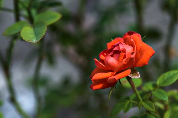 近くで見た茂みの中で赤いバラ — ストック写真