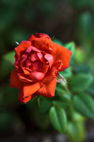 Rosa Vermelha Flor Arbusto Visto Perto — Fotografia de Stock