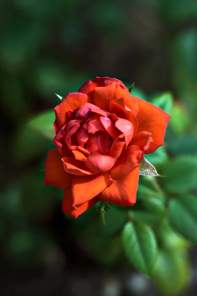 Punainen Ruusu Kukkii Pensaassa Nähty Läheltä — kuvapankkivalokuva