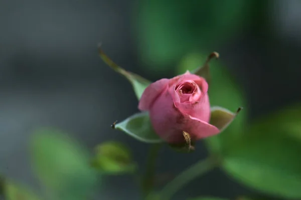 Miniature Pink Rose Seen Close — Stock Photo, Image