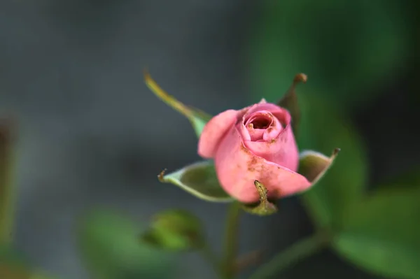 Миниатюрная Розовая Роза Видна Вблизи — стоковое фото