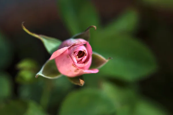 小さなピンクのバラが間近に見えた — ストック写真