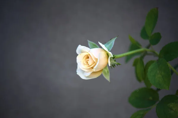 Rosa Pálida Flor Vista Cerca — Foto de Stock