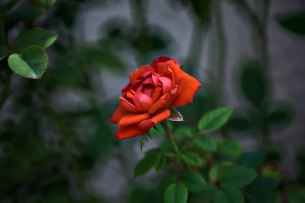 近くで見た茂みの中で赤いバラ — ストック写真