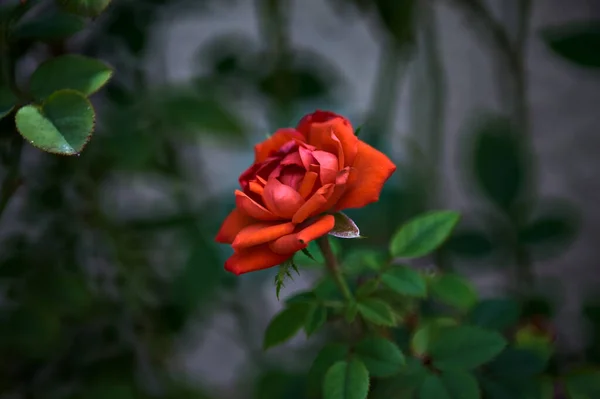 Rosa Vermelha Flor Arbusto Visto Perto — Fotografia de Stock