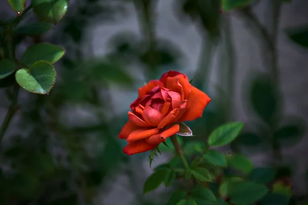Κόκκινο Τριαντάφυλλο Άνθιση Ένα Θάμνο Που Φαίνεται Από Κοντά — Φωτογραφία Αρχείου