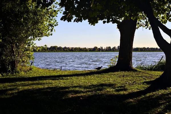 Lago Tramonto Incorniciato Alberi Sulla Riva — Foto Stock