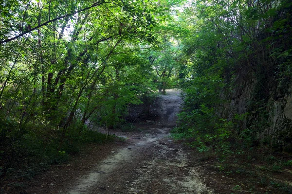 Dry River Bed Forest Bordered Stone Ridge — Stock Photo, Image