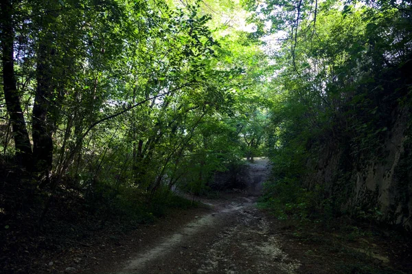 石造りの尾根に囲まれた森の中のドライリバーベッド — ストック写真