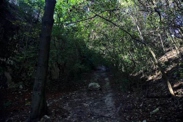 Torr Flodbädd Skog Kulle Med Klippa Mitt — Stockfoto