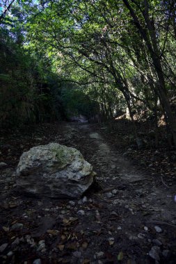 Ormandaki bir ormanda, ortasında bir kaya olan kurumuş nehir yatağı.