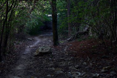 Ormandaki bir ormanda, ortasında bir kaya olan kurumuş nehir yatağı.