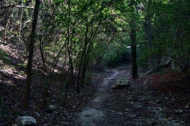 Ormandaki bir ormanda, ortasında bir kaya olan kurumuş nehir yatağı.