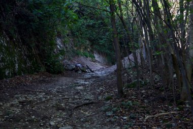 Yazın ormanın ortasında kurumuş bir nehir yatağında dön.