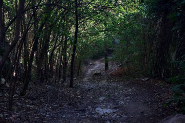 Taştan bir tepeyle çevrili bir ormanda kurumuş nehir yatağı.