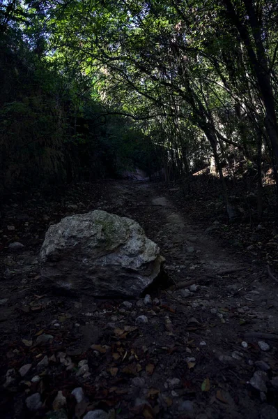 Lecho Seco Del Río Bosque Una Colina Con Una Roca — Foto de Stock