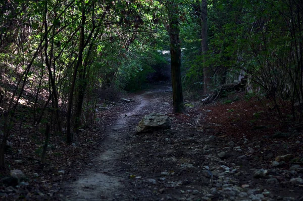 Droge Rivierbedding Een Bos Een Heuvel Met Een Rots Het — Stockfoto