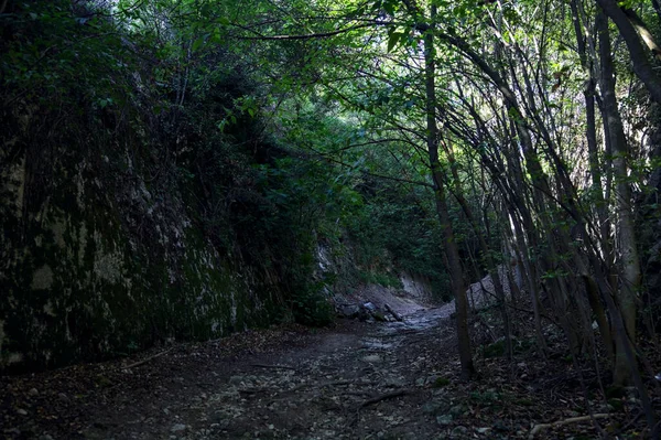 Vire Leito Rio Seco Meio Uma Floresta Verão — Fotografia de Stock