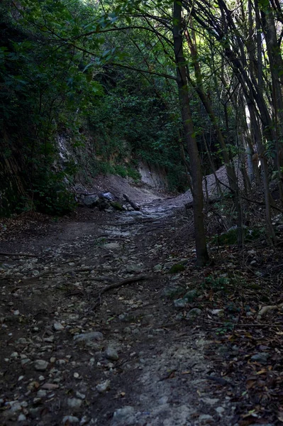 Tournez Dans Lit Rivière Sec Milieu Une Forêt Été — Photo