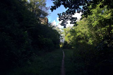 Ormanın kenarındaki gölgede dar bir yol ve bir takviye duvarının yanında.