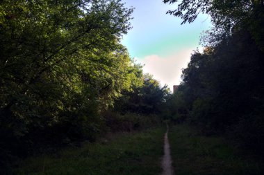 Ormanın kenarındaki gölgede dar bir yol ve bir takviye duvarının yanında.