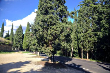 Çam ağaçlarının ortasındaki bir tepede yol
