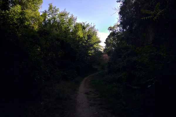 Bend Narrow Trail Forest Next Old Fortification Wall Sunny Day — Stock Photo, Image