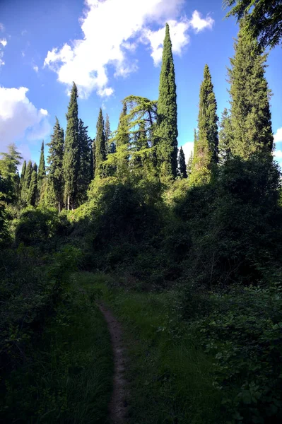 Sentiero Ombreggiato Una Foresta Una Giornata Sole — Foto Stock