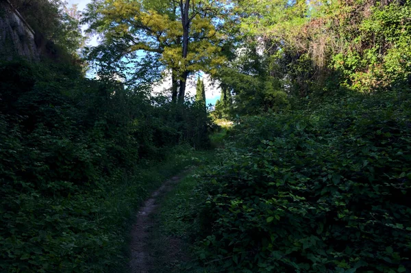 Sendero Sombrío Bosque Día Soleado —  Fotos de Stock