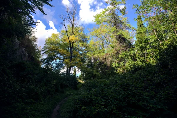 Shady Trail Forest Sunny Day — Stock Photo, Image