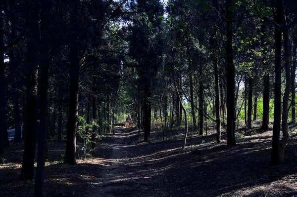 Schmaler Pfad Einem Kiefernwald Einem Sonnigen Tag — Stockfoto