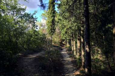 Güneşli bir günde çam ağacında dar bir patika.