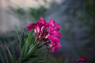 Çiçek açan zakkum dalı yakından görülüyor