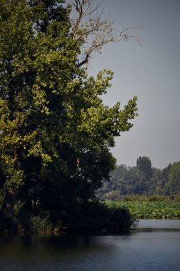 Bir gölün kıyısındaki akçaağaç, uzaktan görülüyor.