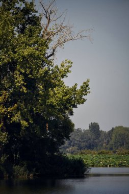 Bir gölün kıyısındaki akçaağaç, uzaktan görülüyor.