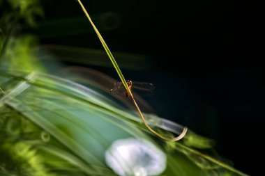 Otların üzerinde yusufçuk. Yakından görülüyor.