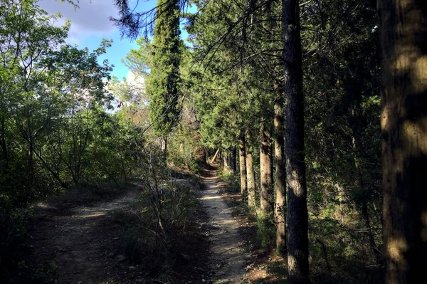 Narrow Trail Pine Grove Sunny Day — Stock Photo, Image