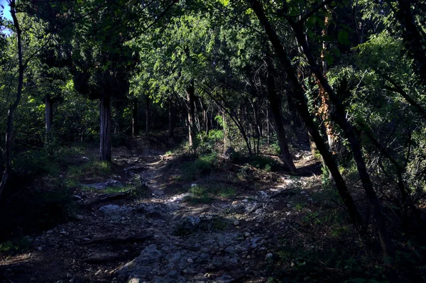 Sentier Escalade Dans Une Forêt — Photo