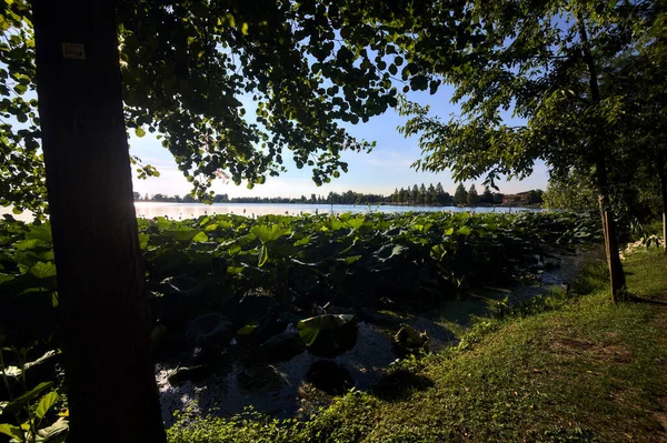 木立や蓮の木に囲まれた夕日の湖 — ストック写真