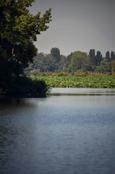 Árvore Bordo Beira Lago Visto Distância — Fotografia de Stock