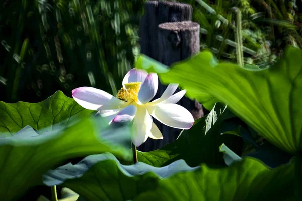Lotus Blomma Blom Omgiven Blad Sett Nära Håll — Stockfoto