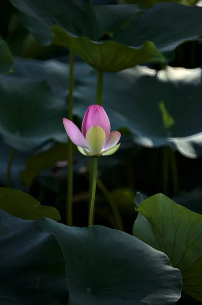 Lotus Bloem Bloei Omgeven Door Bladeren Van Dichtbij Gezien — Stockfoto