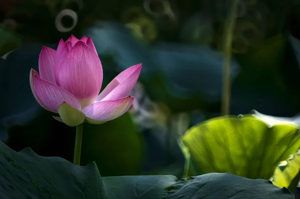 Lotus Flower Bloom Surrounded Leaves Seen Close — Stock Photo, Image